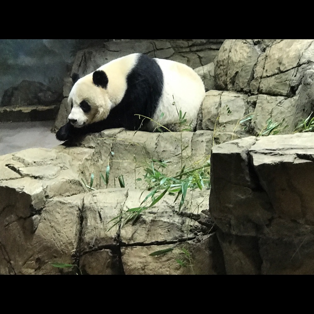 Meet your Posher, Shan